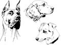 Vector drawings sketches pedigree dogs and cats drawn in ink by hand